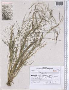 Eragrostis, Siberia, Russian Far East (S6) (Russia)