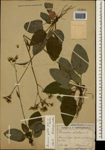 Hieracium murorum subsp. gentile (Jord. ex Boreau) Sudre, Crimea (KRYM) (Russia)