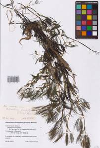 Ranunculus trichophyllus Chaix, Eastern Europe, Western region (E3) (Russia)