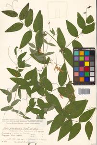 Vicia pseudorobus Fisch. & C.A.Mey., Siberia, Russian Far East (S6) (Russia)