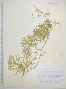 Diphasiastrum complanatum (L.) Holub, Siberia, Russian Far East (S6) (Russia)