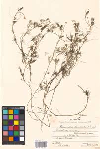 Ranunculus trichophyllus Chaix, Eastern Europe, Moscow region (E4a) (Russia)