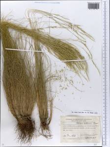 Festuca valesiaca Schleich. ex Gaudin, Eastern Europe, South Ukrainian region (E12) (Ukraine)