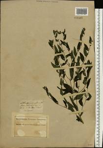 Lithospermum officinale L., Eastern Europe, South Ukrainian region (E12) (Ukraine)