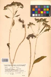 Hylotelephium viviparum (Maxim.) H. Ohba, Siberia, Russian Far East (S6) (Russia)