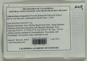 Niphotrichum elongatum (Ehrh. ex Frisvoll) Bedn.-Ochyra & Ochyra, Bryophytes, Bryophytes - America (BAm) (United States)