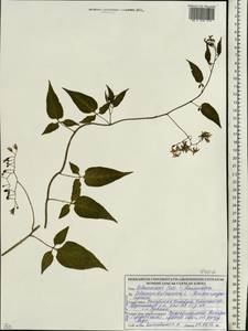 Solanum dulcamara L., Eastern Europe, Belarus (E3a) (Belarus)