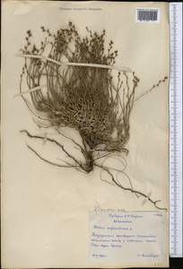 Limonium suffruticosum (L.) Kuntze, Middle Asia, Northern & Central Kazakhstan (M10) (Kazakhstan)