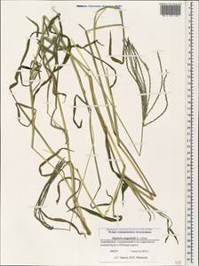 Digitaria sanguinalis (L.) Scop., Caucasus, Azerbaijan (K6) (Azerbaijan)