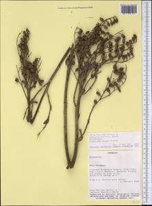 Nicotiana glauca Graham, America (AMER) (Paraguay)