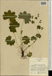 Alchemilla schistophylla Juz., Eastern Europe, Central region (E4) (Russia)