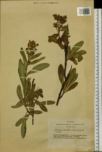 Sibiraea laevigata (L.) Maxim., Siberia, Altai & Sayany Mountains (S2) (Russia)