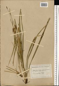 Carex pilosa Scop., Eastern Europe, Lower Volga region (E9) (Russia)