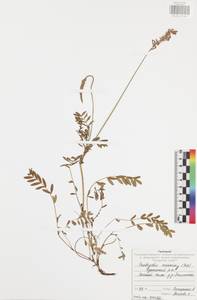 Onobrychis arenaria (Kit.)DC., Eastern Europe, Central region (E4) (Russia)