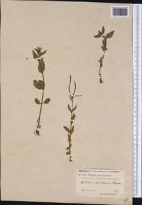 Epilobium lactiflorum Hausskn., America (AMER) (Greenland)