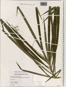 Dracaena angustifolia (Medik.) Roxb., South Asia, South Asia (Asia outside ex-Soviet states and Mongolia) (ASIA) (Vietnam)
