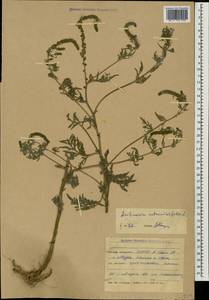 Ambrosia artemisiifolia L., Caucasus, North Ossetia, Ingushetia & Chechnya (K1c) (Russia)