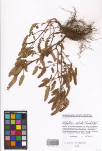 Elsholtzia ciliata (Thunb.) Hyl., Eastern Europe, Moscow region (E4a) (Russia)
