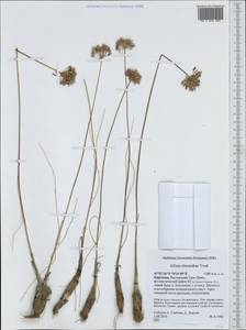 Allium alexandrae Vved., Middle Asia, Northern & Central Tian Shan (M4) (Kyrgyzstan)