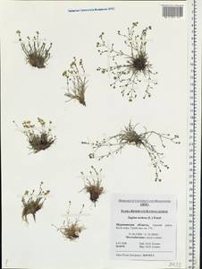 Sagina nodosa, Eastern Europe, Northern region (E1) (Russia)