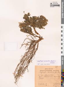 Oxytropis pumilio (Pall.) Ledeb., Siberia, Chukotka & Kamchatka (S7) (Russia)