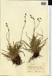 Carex, Eastern Europe, West Ukrainian region (E13) (Ukraine)