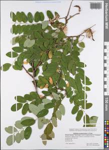 Robinia neomexicana A.Gray, Eastern Europe, Lower Volga region (E9) (Russia)