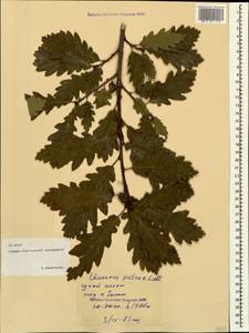 Quercus petraea (Matt.) Liebl., Caucasus, North Ossetia, Ingushetia & Chechnya (K1c) (Russia)