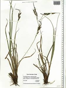 Carex heterolepis Bunge, Siberia, Baikal & Transbaikal region (S4) (Russia)