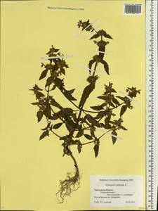 Galeopsis ladanum L., Eastern Europe, Eastern region (E10) (Russia)