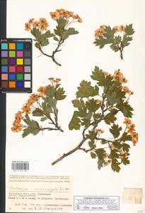 Crataegus rhipidophylla Gand., Eastern Europe, Lower Volga region (E9) (Russia)