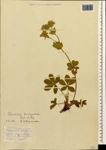 Potentilla brachypetala Fisch. & C. A. Mey. ex Lehm., Caucasus, Stavropol Krai, Karachay-Cherkessia & Kabardino-Balkaria (K1b) (Russia)