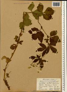 Potentilla elatior Willd. ex Schltdl., Caucasus, Krasnodar Krai & Adygea (K1a) (Russia)