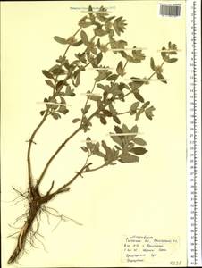 Marrubium peregrinum L., Eastern Europe, Rostov Oblast (E12a) (Russia)