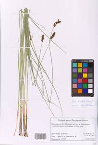 Carex diandra Schrank, Eastern Europe, Central forest region (E5) (Russia)