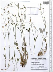 Potentilla ×prostrata Rottb., Siberia, Central Siberia (S3) (Russia)