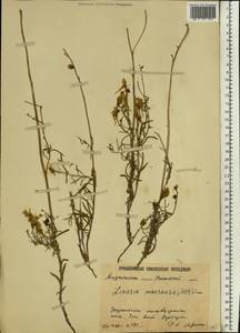 Linaria macroura (M. Bieb.) M. Bieb., Eastern Europe, Lower Volga region (E9) (Russia)