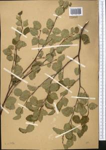 Betula microphylla Bunge, Middle Asia, Western Tian Shan & Karatau (M3) (Kazakhstan)