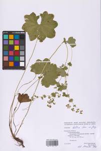 Alchemilla baltica Sam. ex Juz., Eastern Europe, Central region (E4) (Russia)