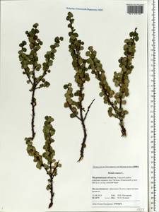Betula nana L., Eastern Europe, Northern region (E1) (Russia)