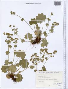 Alchemilla gibberulosa H. Lindb., Eastern Europe, Central forest region (E5) (Russia)