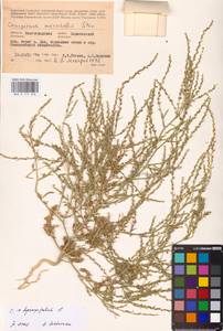 Corispermum hyssopifolium L., Eastern Europe, Lower Volga region (E9) (Russia)