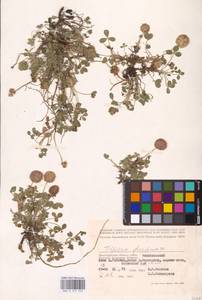 Trifolium fragiferum L., Eastern Europe, Lower Volga region (E9) (Russia)