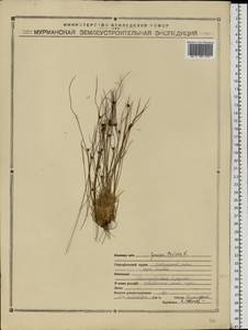 Oreojuncus trifidus (L.) Záv. Drábk. & Kirschner, Eastern Europe, Northern region (E1) (Russia)