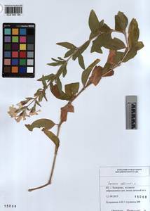KUZ 004 134, Saponaria officinalis L., Siberia, Altai & Sayany Mountains (S2) (Russia)