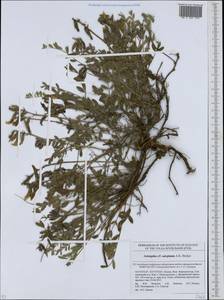 Astragalus rupifragus Pall., Eastern Europe, Eastern region (E10) (Russia)