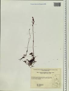 Rumex pseudoxyria (Tolm.) A. P. Khokhr., Siberia, Chukotka & Kamchatka (S7) (Russia)