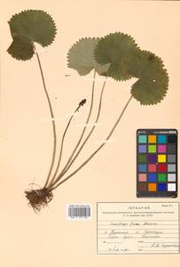 Micranthes fusca (Maxim.) S. Akiyama & H. Ohba, Siberia, Russian Far East (S6) (Russia)