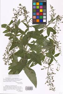 MHA 0 159 705, Scrophularia umbrosa Dumort., Eastern Europe, Central region (E4) (Russia)