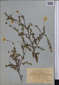 Dasiphora fruticosa (L.) Rydb., Middle Asia, Northern & Central Tian Shan (M4) (Kyrgyzstan)